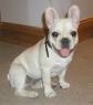 Lovely French Bulldog Puppies Available