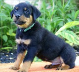 12 Weeks Old Rottweiler  Pups