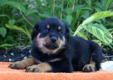 Beautiful Rottweiler Puppies for Adoption