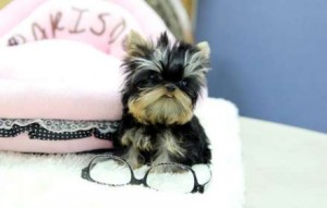 Lovely Toy Size Yorkshire Terrier Puppies