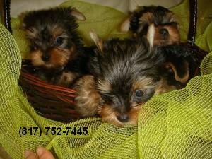 Male Yorkshire Terrier Puppies for Sale