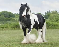 Gypsy Vanner Horses for Adoption