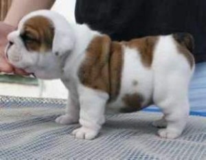 English Bulldog Puppies