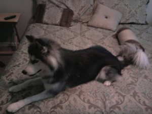 3 Years Old Siberian Husky for Adoption