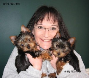 Quality Yorkshire Terrier Puppies for Sale