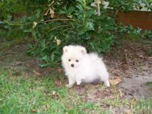 Pomeranian Puppies for Sale in Downey, CA