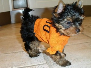 Registered Teacup Yorkie