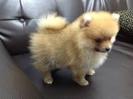 Pretty Female Pomeranian Puppy