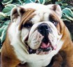 Home Raised English Bulldogs