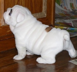 Bulldog Puppies For Adoption