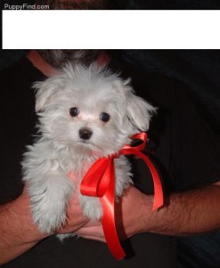 Teacup Maltese Puppies For Adoption
