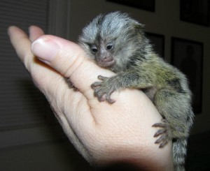 Marmoset Monkeys For Sale