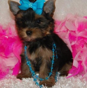 Cute Yorkie Puppies Available