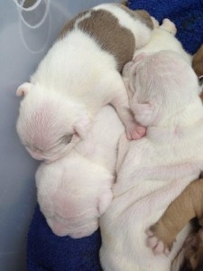 English Bulldog Puppies