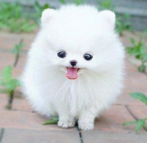 Cutest Pomeranian Puppies for Sale