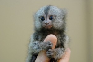 Twin Pygmy Marmosets Monkeys for Adoption