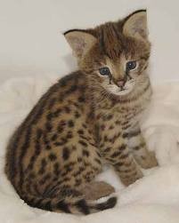 Lovely Ocelot Cats