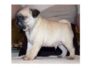 Female Pug Puppy For Sale