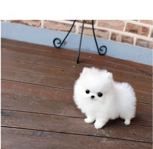 Brilliant T-Cup Pomeranian Puppies For Adoption