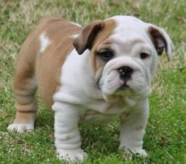 Excellent Bulldog Puppies for Sale