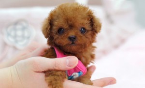 Cute Poodle Puppies for Adoption