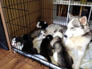 Husky/Malamute Pup for Sale