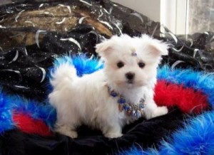 Beautiful Maltese Puppies