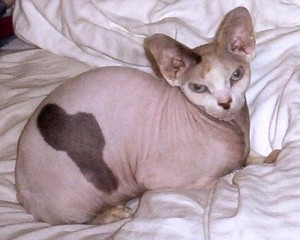 Marvelous Male and Female Sphynx Kittens