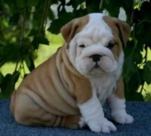 AKC English Bulldog Puppies