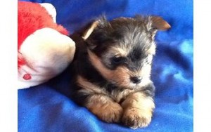 Sweet Teacup Yorkie Puppy