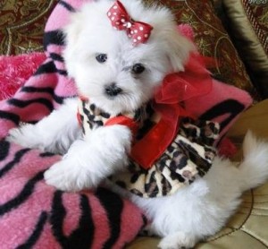 Super Cute Maltese Pups