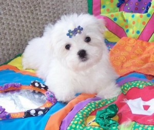 Maltese Pups 4 Good Homes