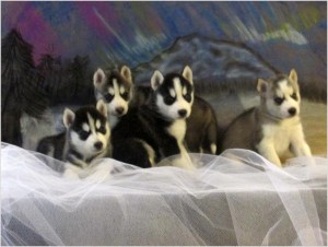 Siberian Husky Puppies - TOP QUALITY!