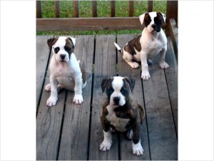 Elite English Bulldg for Sale