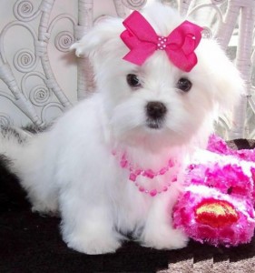 White Maltese Pup