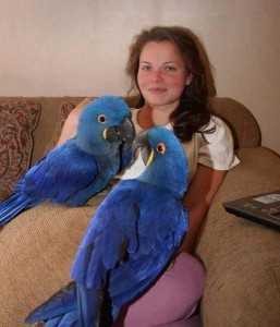 Twin Talking Macaw Parrots