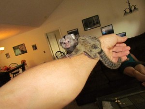 Charming Marmoset Monkey Available