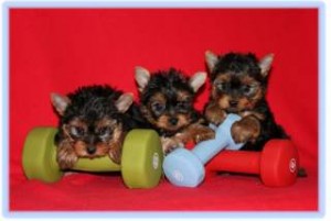 Marvelous Yorkie Puppies