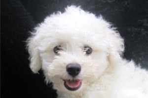 Bichon Frise Pups