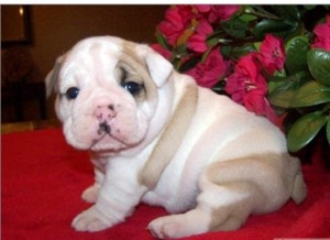 Beautiful English Bulldog Puppies