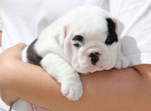 Bulldogs for Sale