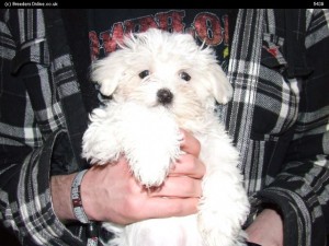 Beautifull Maltese Pups