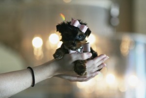 Teacup Yorkie Puppies for Sale