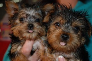 Yorkshire Terrier