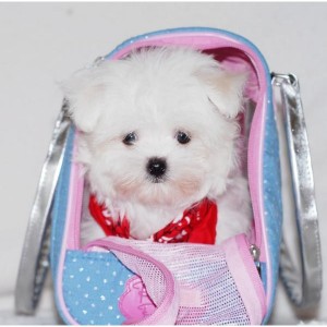 Two Beautiful Maltese Puppies