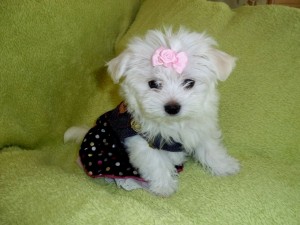 Lovely Maltese Puppies