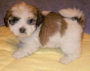 Lhasa Apso Puppies For Sale