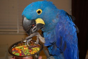 Hyacinth Macaw Breeding Adults