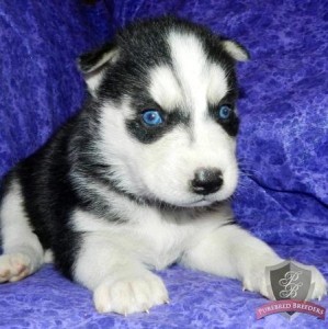 Siberian Husky Puppy