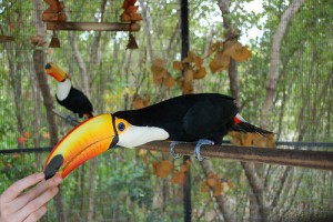 Toco Toucans Pair!